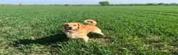 Golden Retriever dogs for stud: Blue- Proven Golden Retriever Stud in Leicester - Advert 3