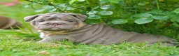 English Bulldog dogs for sale: EPIC BULLYZ PUPS in Halesowen - Advert 11