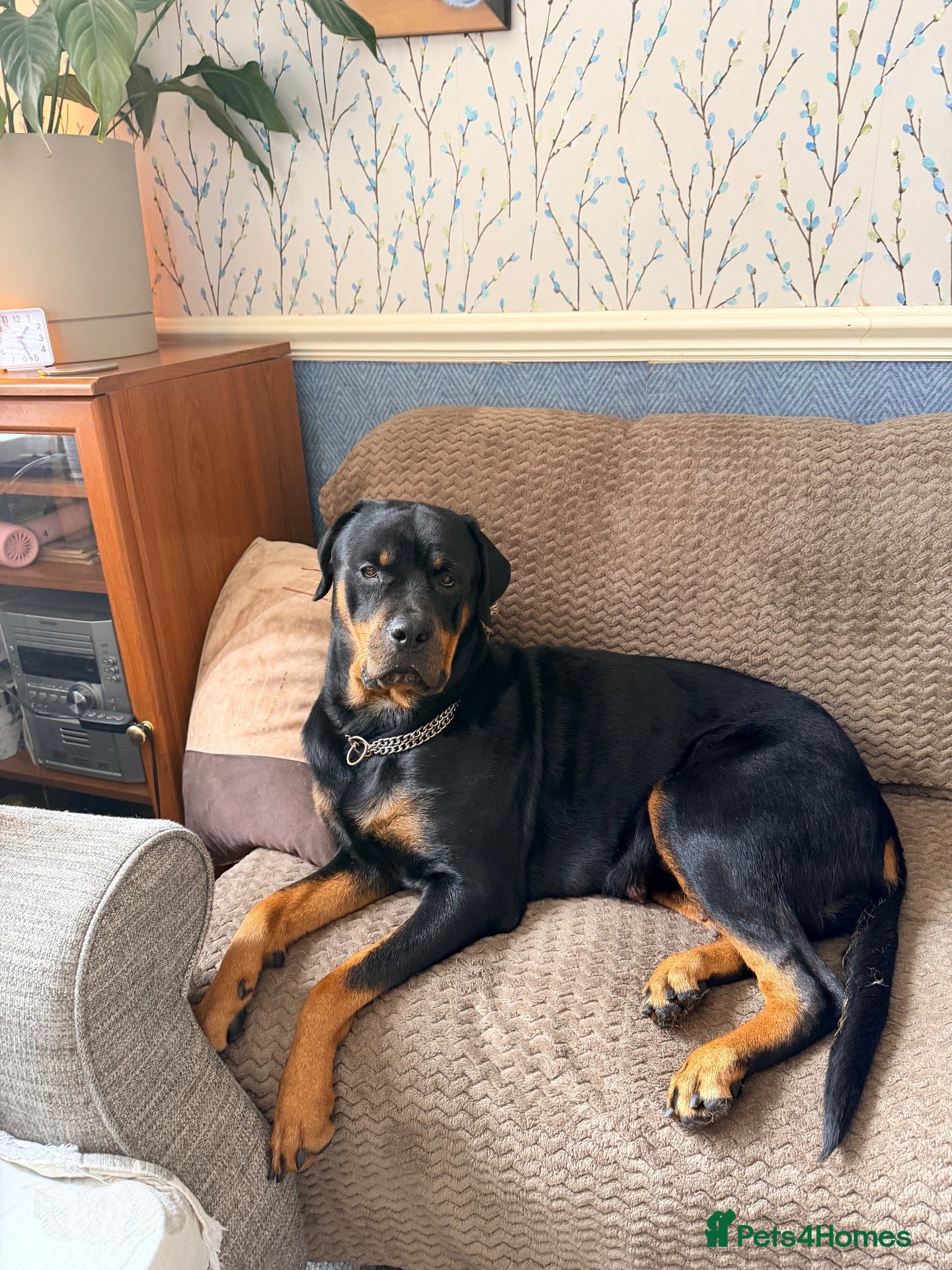 Rottweiler dogs Tilly’s puppies  - Advert 1