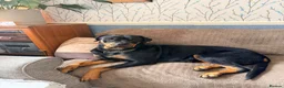 Rottweiler dogs for sale: Tilly’s puppies  - Advert 1