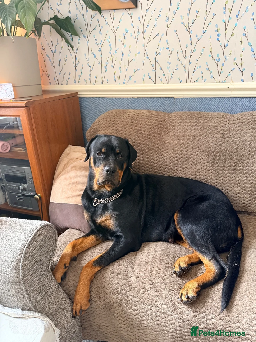 Rottweiler dogs for sale: Tilly’s puppies  - Advert 1