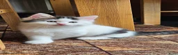 British Longhair cats for sale: Kittens  - Advert 7