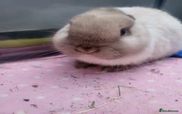 Mini Lion Lop rabbits for sale: Beautiful special little rabbit looking for home - Advert 2