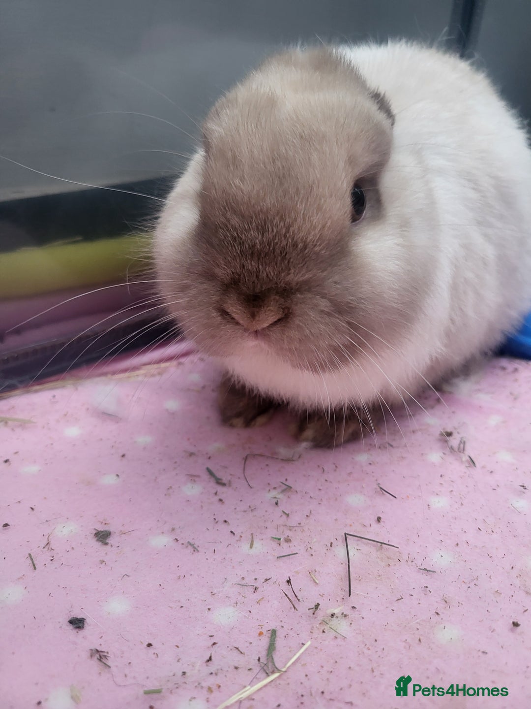 Mini Lion Lop rabbits for sale: Beautiful special little rabbit looking for home - Advert 2