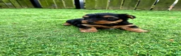 Yorkshire Terrier dogs for sale: 💙 Last Little Boy 💙 - Advert 4