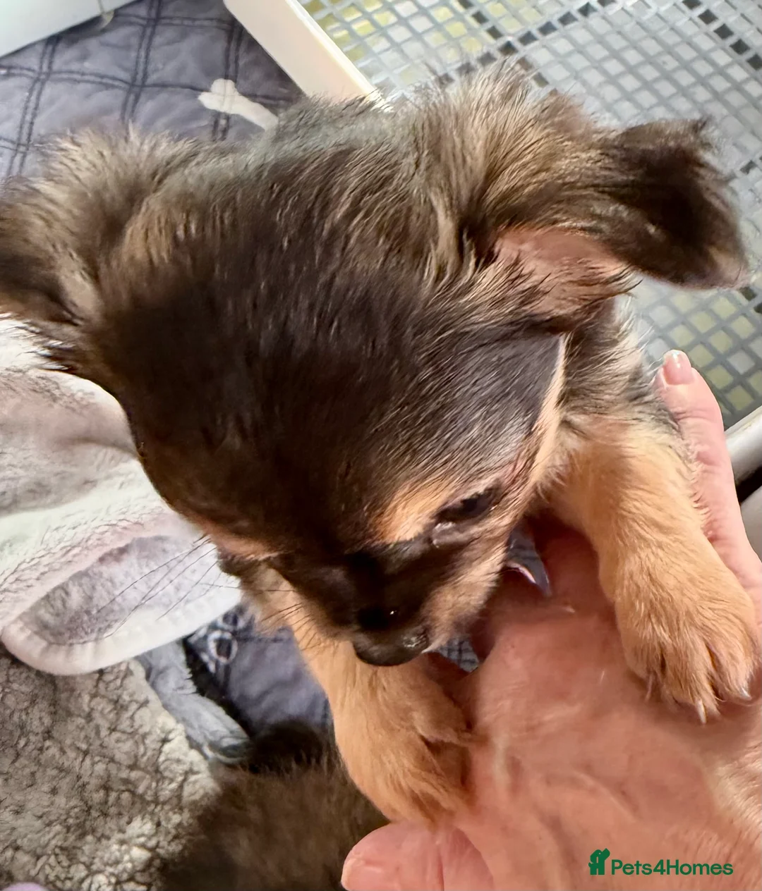 Chihuahua dogs for sale: Female, Stunning Black tri colour LC  - Advert 11