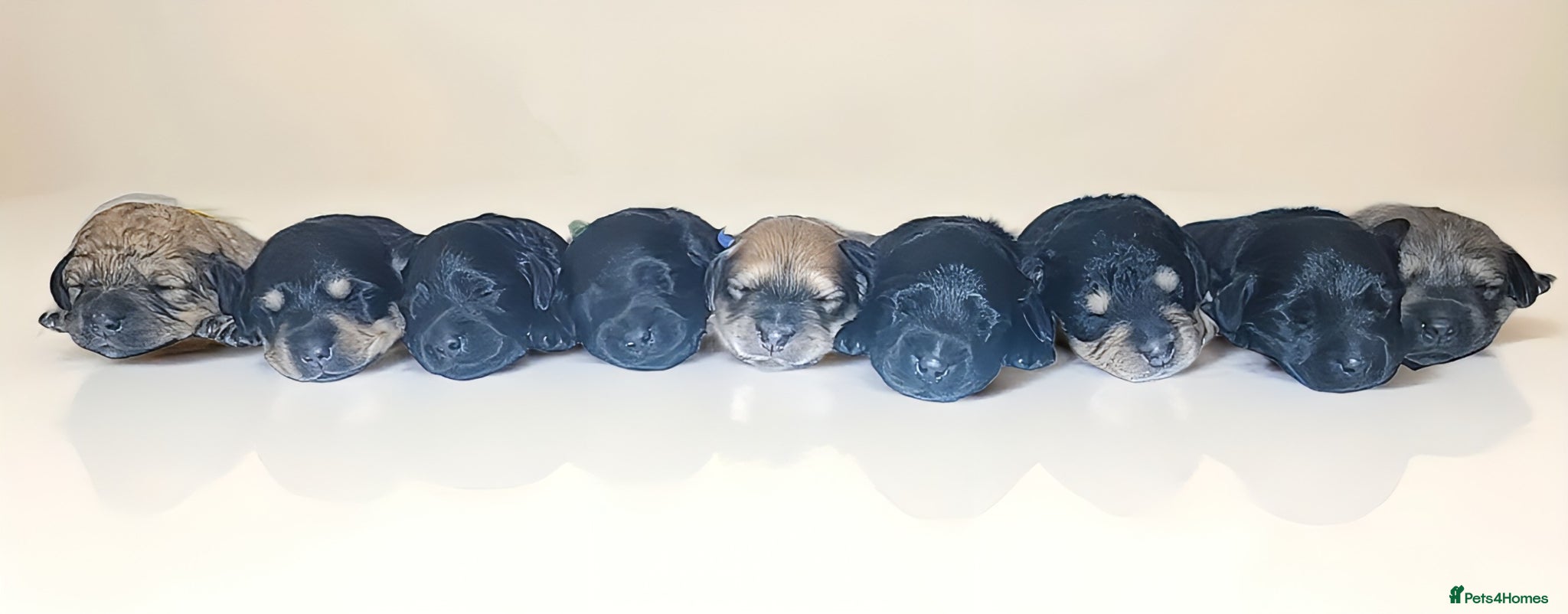 Mixed Breed dogs Labradoodle x Dachshund - Advert 2