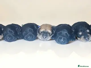 Mixed Breed dogs Labradoodle x Dachshund - Advert 1