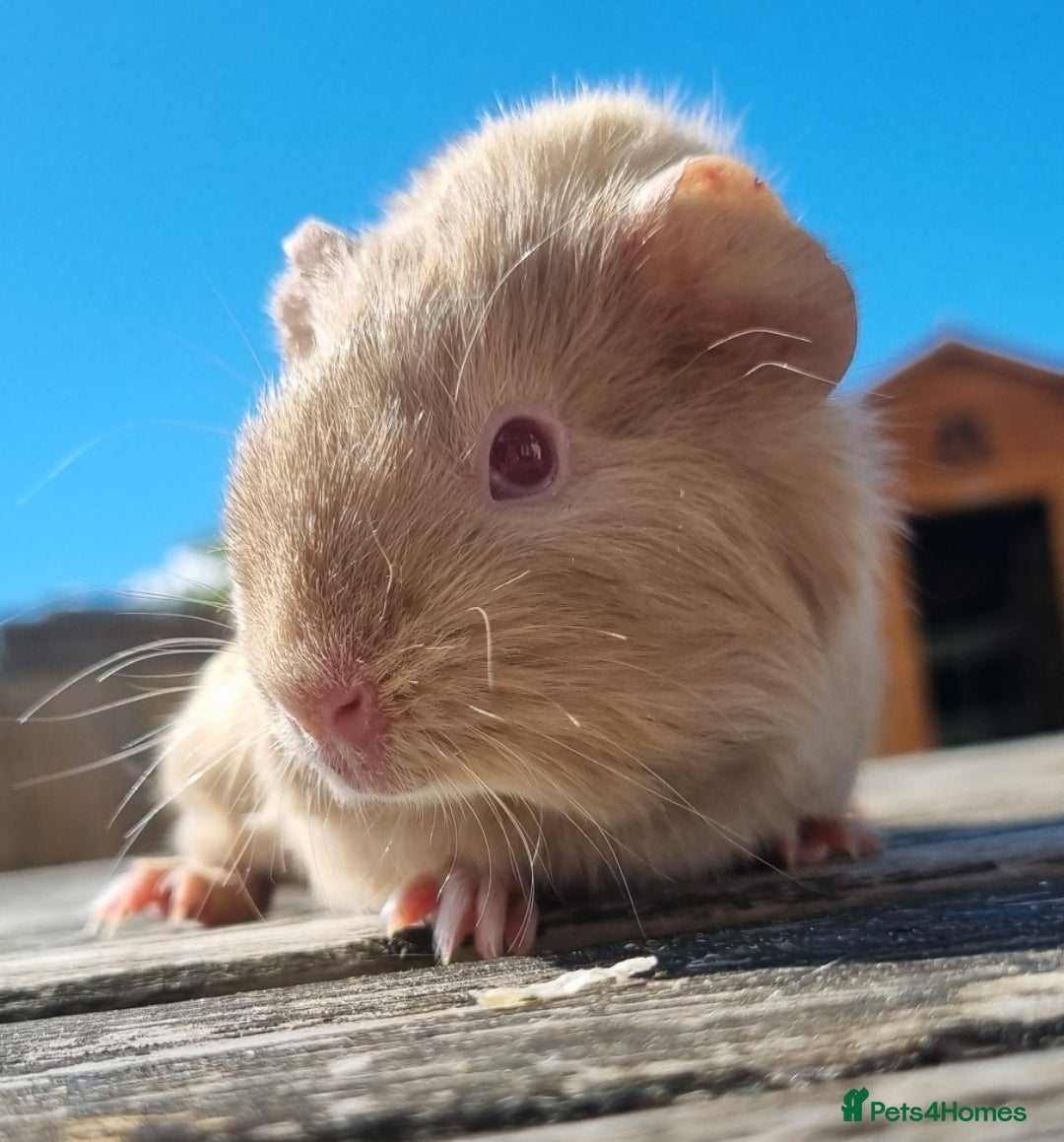 Guinea Pig rodents Beautiful Baby guinea pigs for sale  - Advert 20