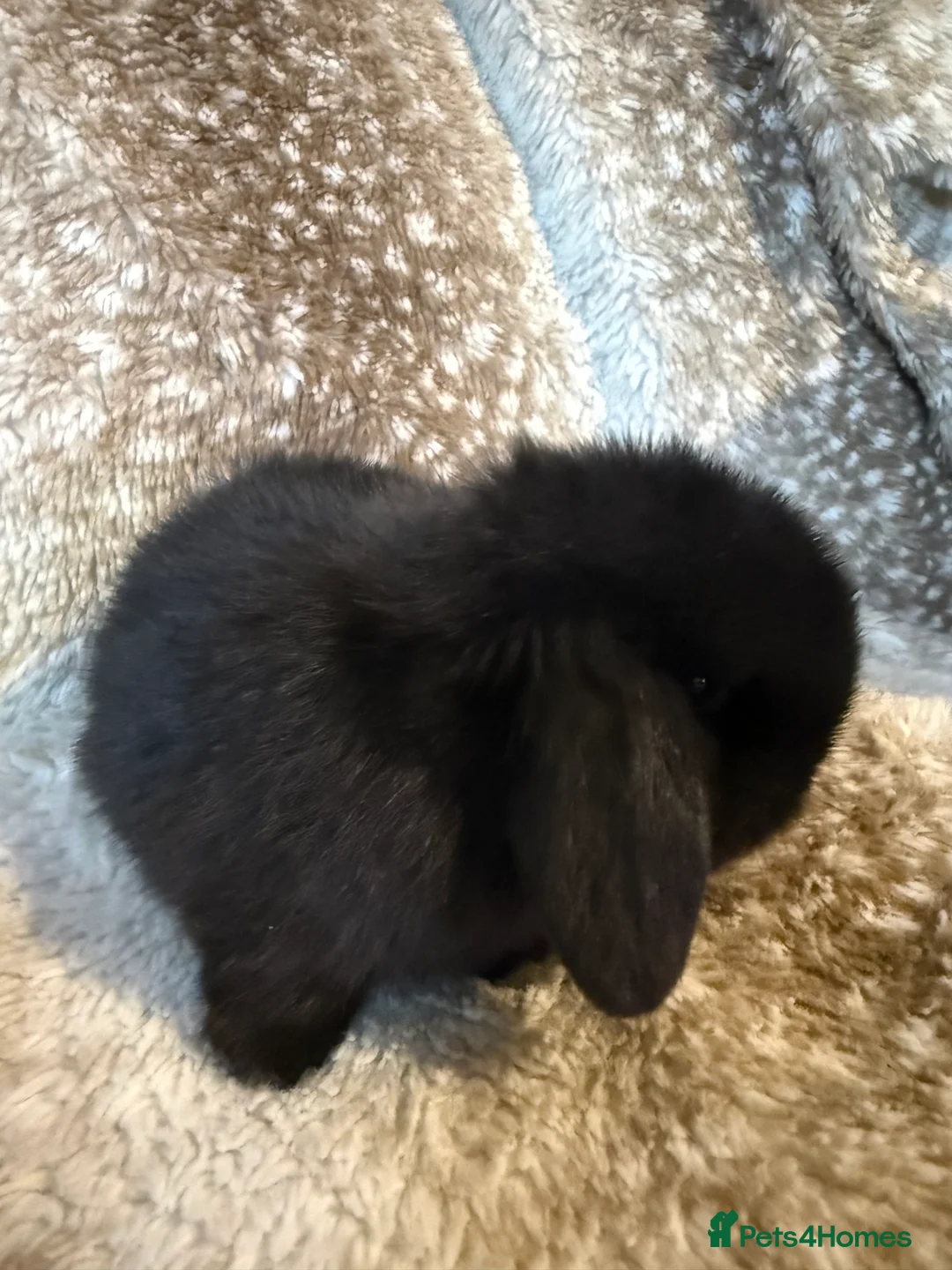 Mini Lop rabbits for sale: Pure mini lops  - Advert 3