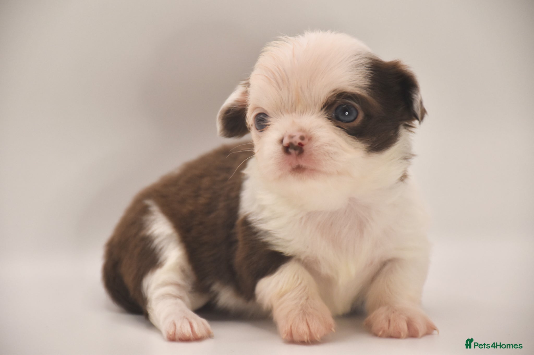 Chihuahua dogs ⭐️Classic Apple Head, KC Long Coated Chihuahuas ⭐️ - Advert 2