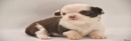 Chihuahua dogs for sale: ⭐️ Classic Apple Head KC Long Coated Chihuahuas ⭐️ - Advert 3