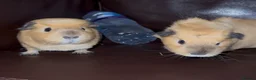 Guinea Pig rodents for sale: guinea pig sisters Honey & Maple in London - Advert 18