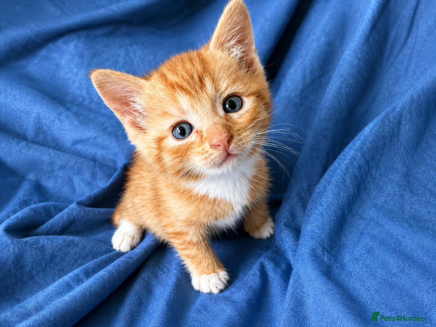 Ragdoll Kitten 4