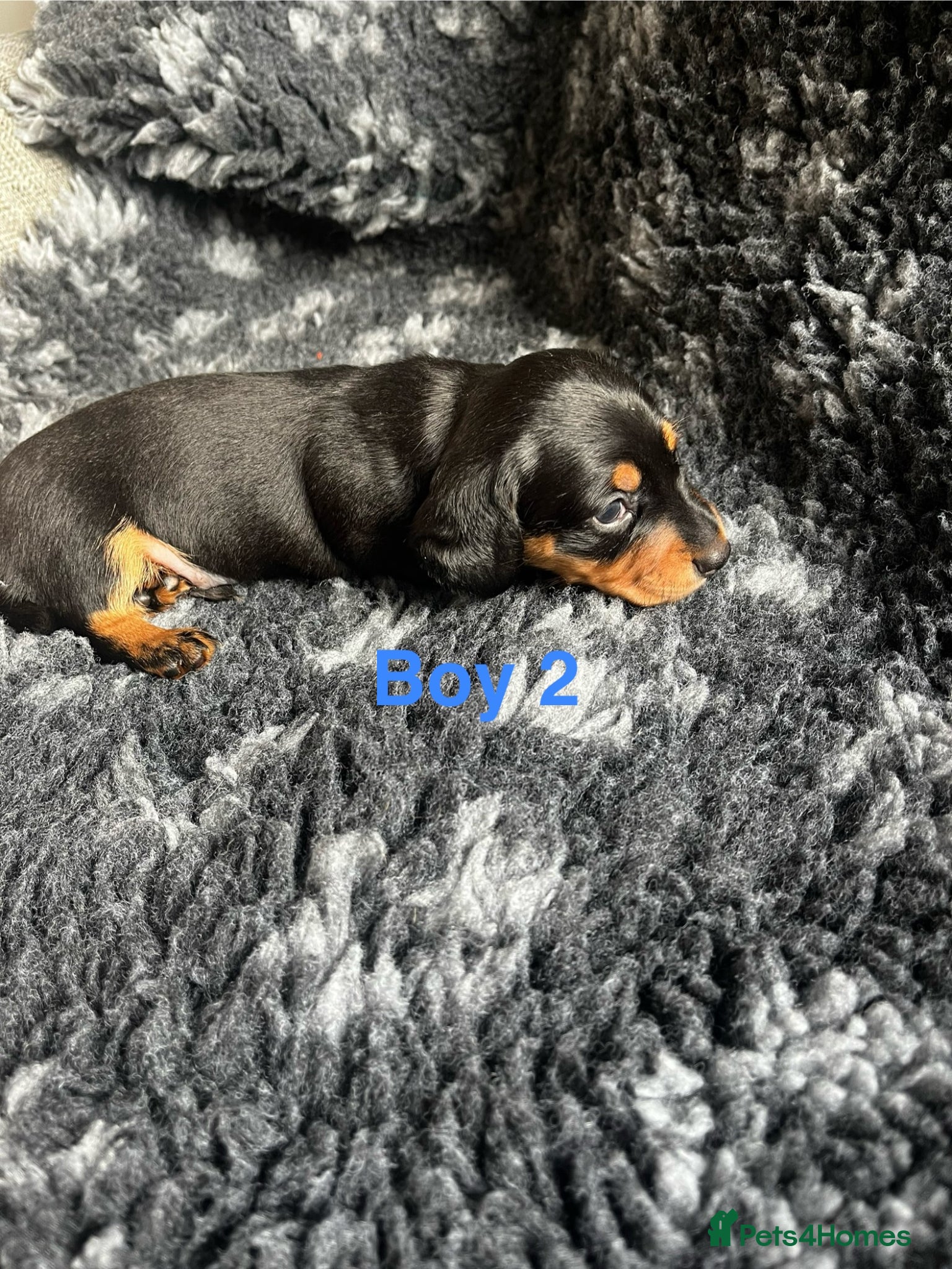 Black and Tan Boy 2 
