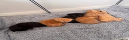 Mixed Breed cats for sale: Ready 10/08 kittens - Advert 5