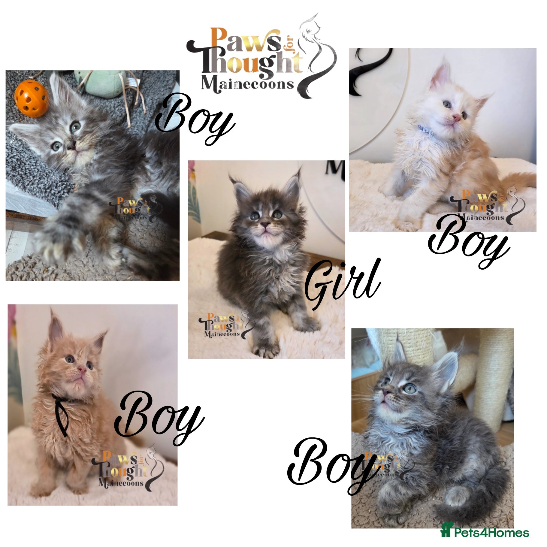 Maine Coon cats Outstanding Quality TICA reg Kittens - Advert 2