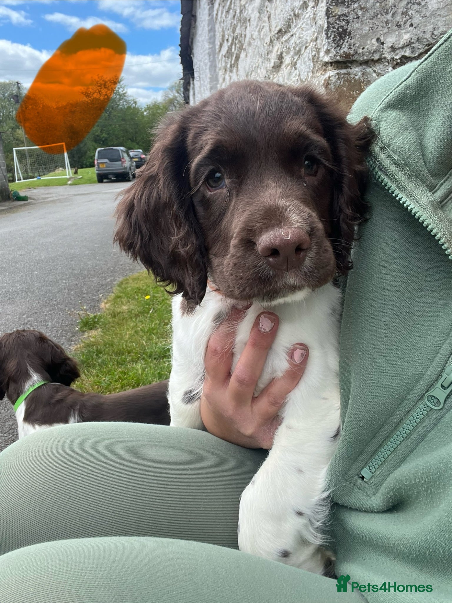 English Springer Spaniel dogs Last boy!! KC reg Springer Spaniel BOYS - Advert 3