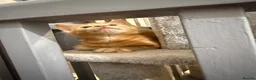 Mixed Breed cats for sale: Beautiful kittens for sale. read description.  - Advert 4