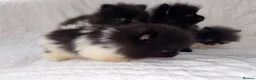Pomeranian dogs for sale: Pomeranian puppy’s  - Advert 13