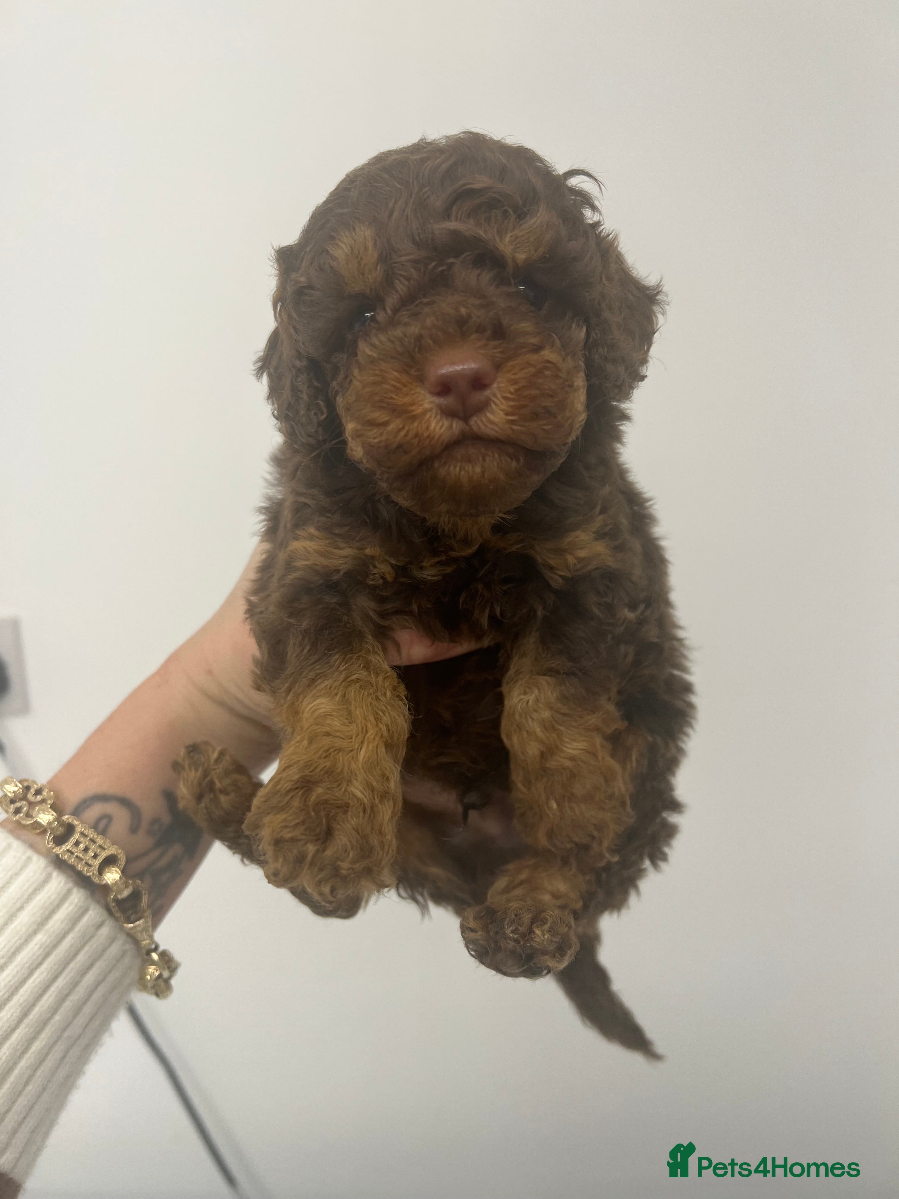 Cockapoo dogs ** Stunning, healthy, boys ** - Advert 1