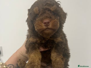 Cockapoo dogs ** Stunning, healthy, boys ** - Advert 1
