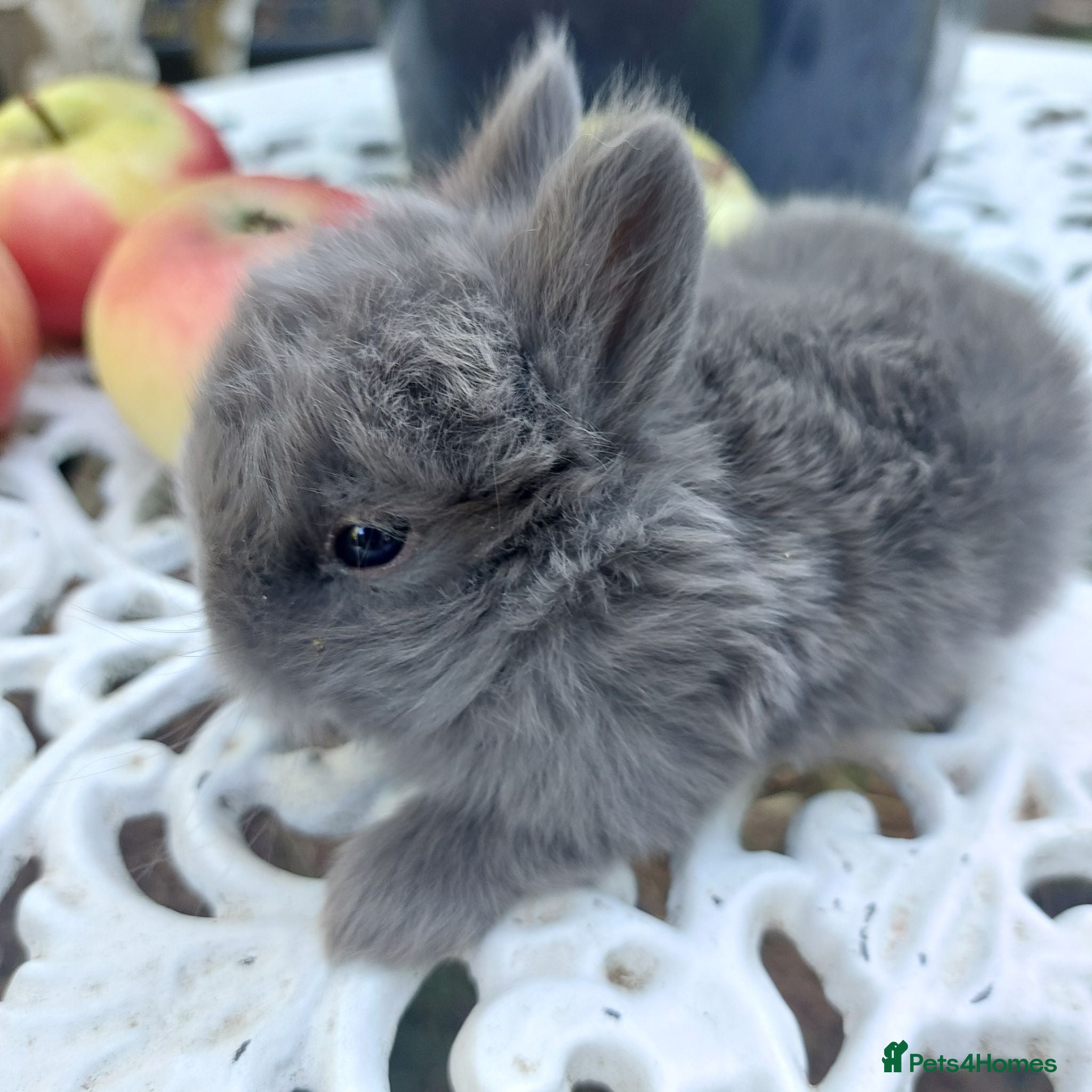 Netherland Dwarf rabbits NEATHERLAND DWARF X BABIES - Advert 2