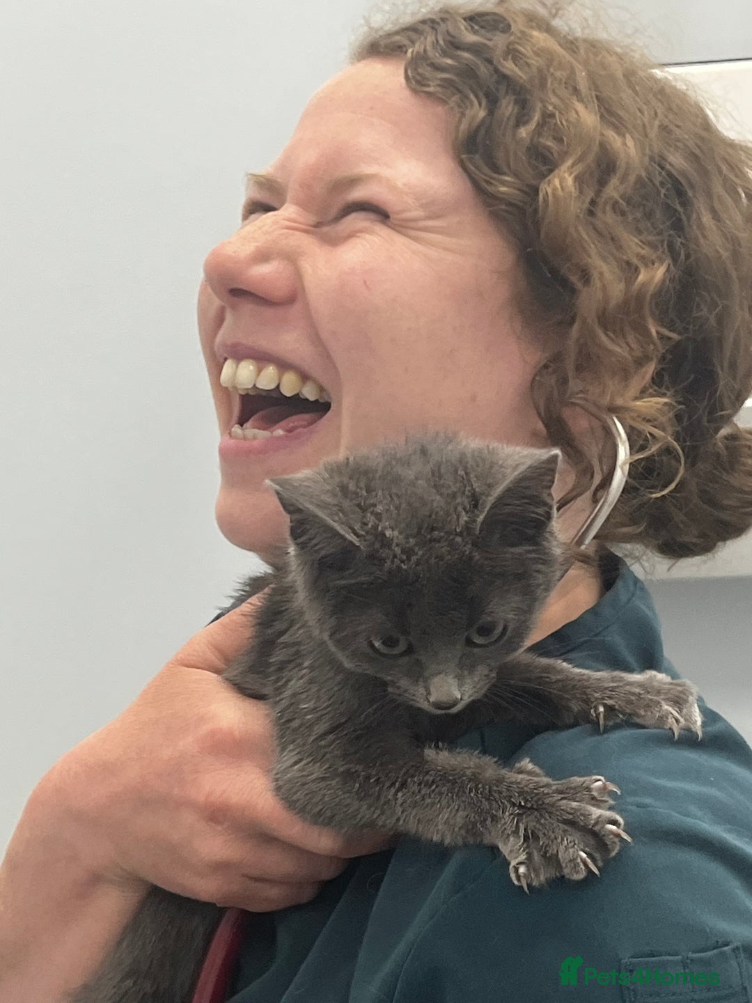 Ragdoll cats for sale: Beautiful Russian Blue Kitten  - Image 11