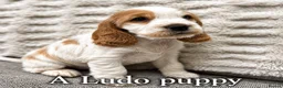 Cocker Spaniel dogs for stud: LUDO Golden KC Show Cocker Spaniel Stud XXX TESTS  - Advert 29