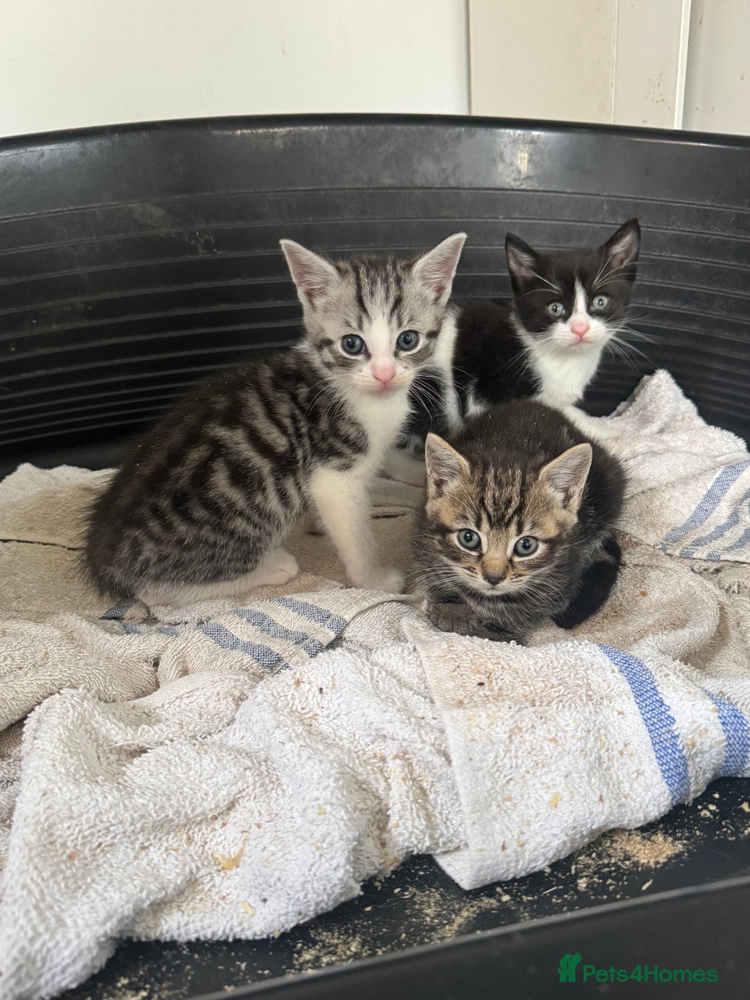 Mixed Breed cats for sale: 4 cute kittens  - Advert 4
