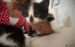 Mixed Breed cats for sale: Beautiful marking very fluffy  - Image 10