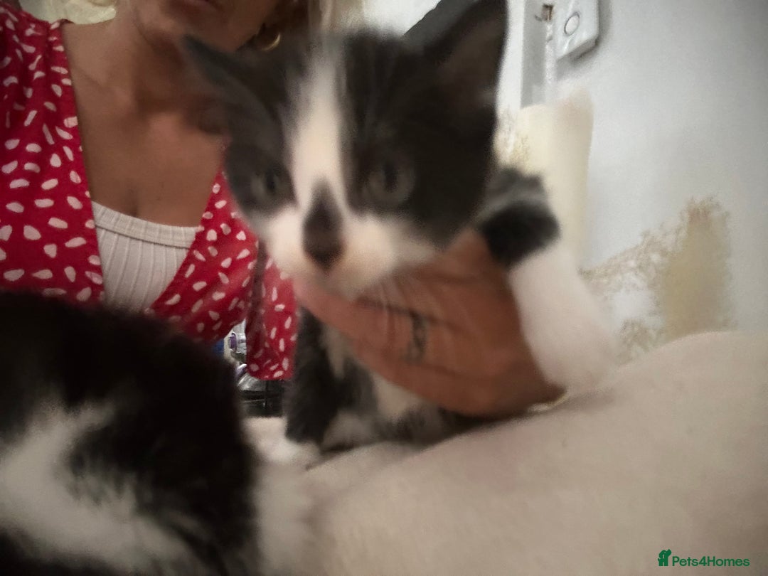 Mixed Breed cats for sale: Beautiful marking very fluffy  - Image 10