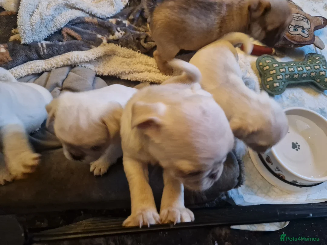 Pug dogs for sale: 5 Pug Puppies for sale - Advert 5