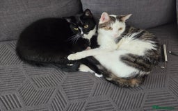 Domestic Shorthair cats for sale: 2 Beautiful Indoor Cats (Potential outdoors to) - Image 1