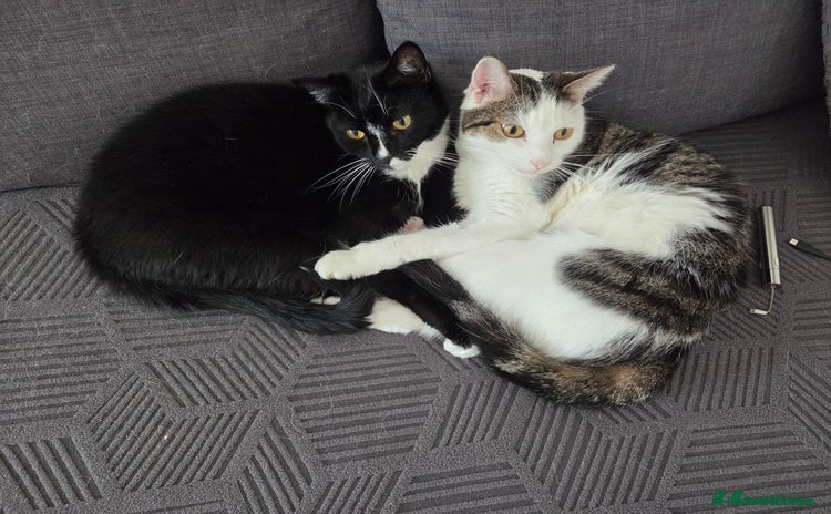 Domestic Shorthair cats - Advert 1