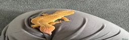Leopard Gecko reptiles for sale: Female leopard gecko with vivarium  - Advert 5