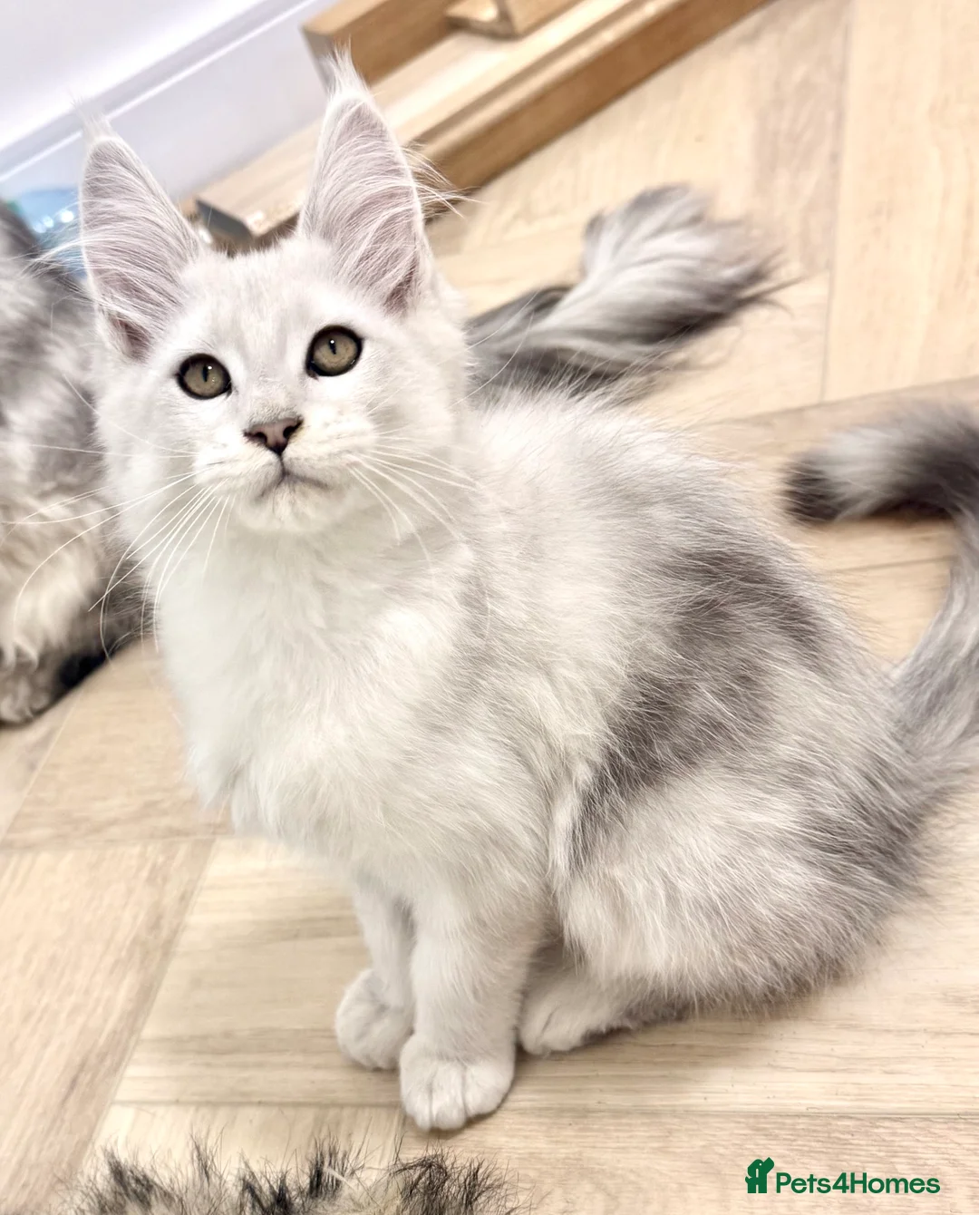 Maine Coon cats for sale: Champ blood Unique Color Ns11 boy active!!!🏅🏅🏅 - Advert 1
