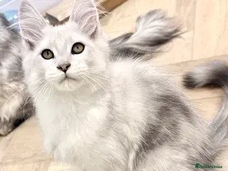 Maine Coon cats Champ blood Unique Color Ns11 boy active!!!🏅🏅🏅 - Advert 3