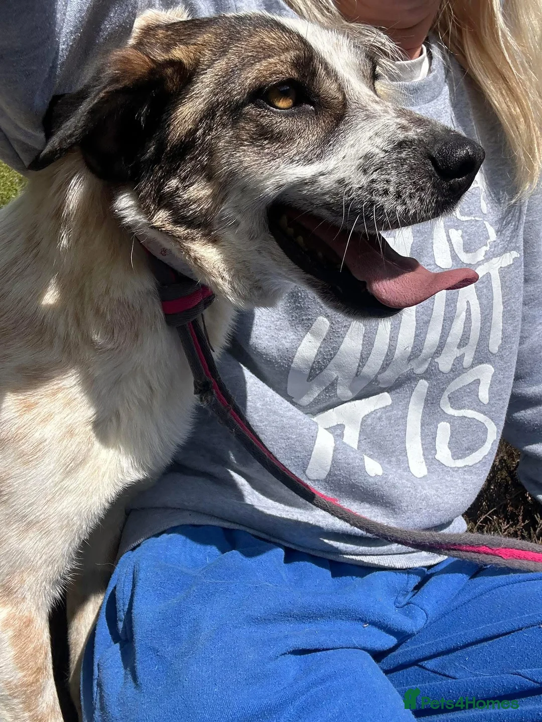 Mixed Breed dogs for adoption: Sherbet - Norwich Norfolk  in Norwich - Advert 19