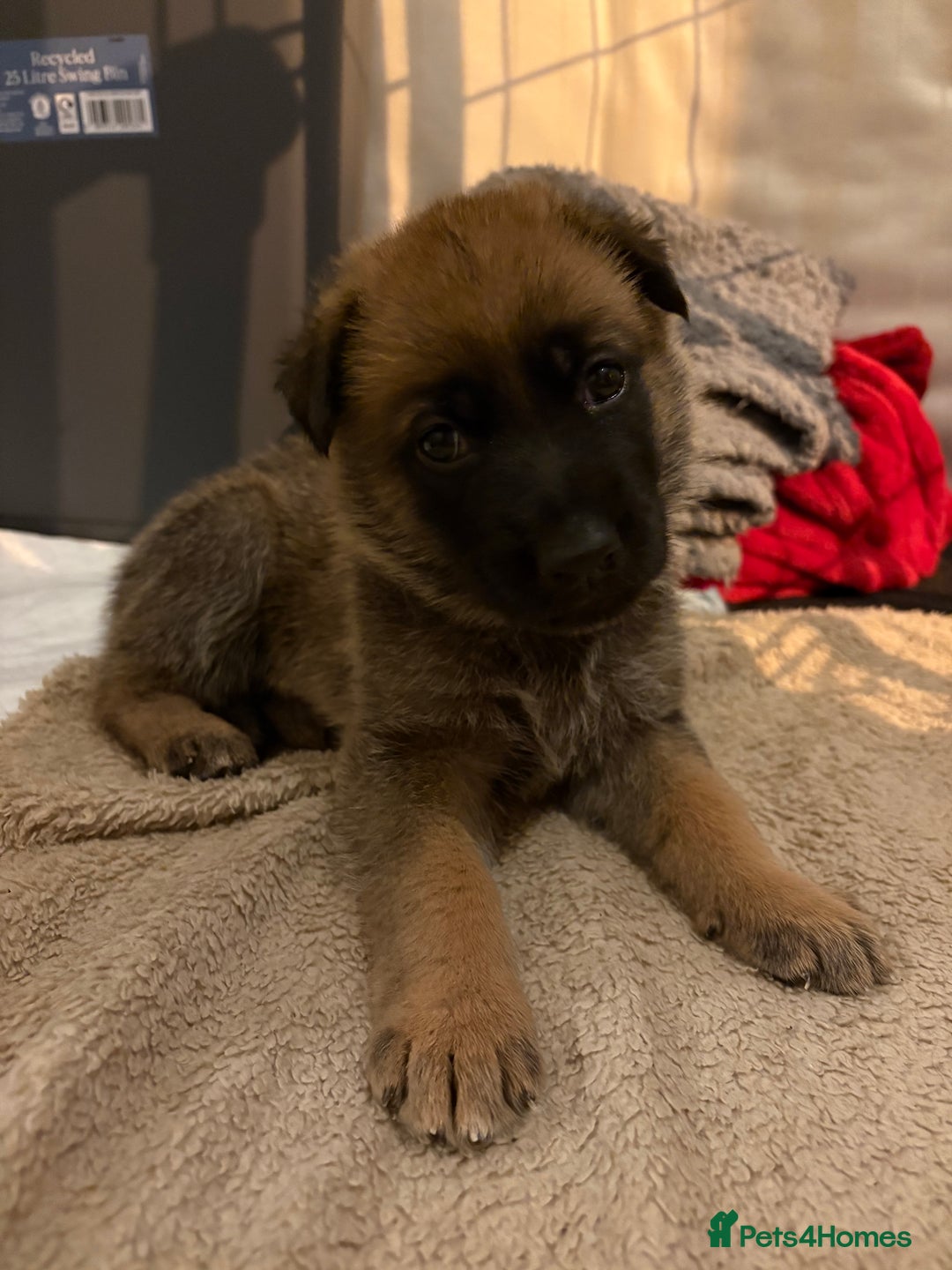 Mixed Breed dogs for sale: Belgian malinois x German Shepherd puppies  - Advert 13