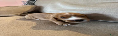 Cocker Spaniel 3