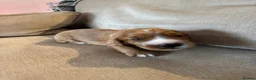Cocker Spaniel dogs for sale: Stunning Working Cocker Spaniel Puppies - Advert 10