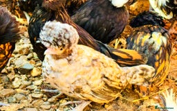 Chickens poultry for sale: Beautiful Polish Chivkens - Smooth & Frizzle! - Image 7
