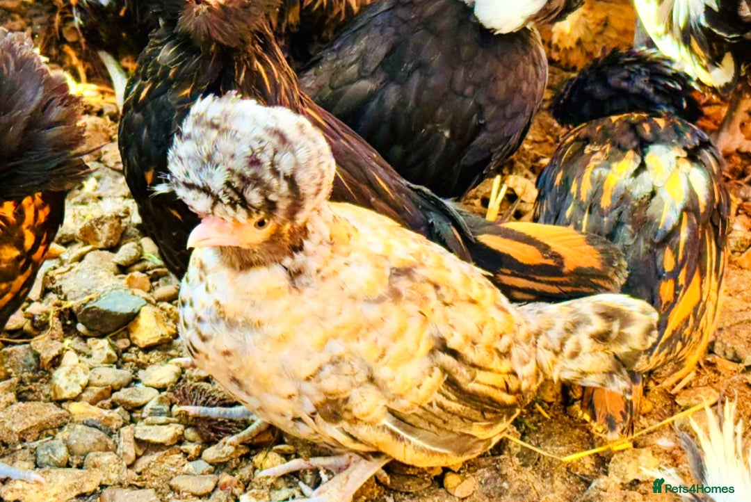 Chickens poultry for sale: Beautiful Polish Chivkens - Smooth & Frizzle! - Image 7