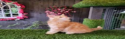 Maine Coon cats for sale: Maine Coon kittens for sale CF81  - Advert 6