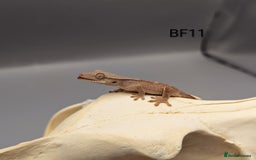 Gecko reptiles for sale: Phantom Crested Gecko  - Image 1