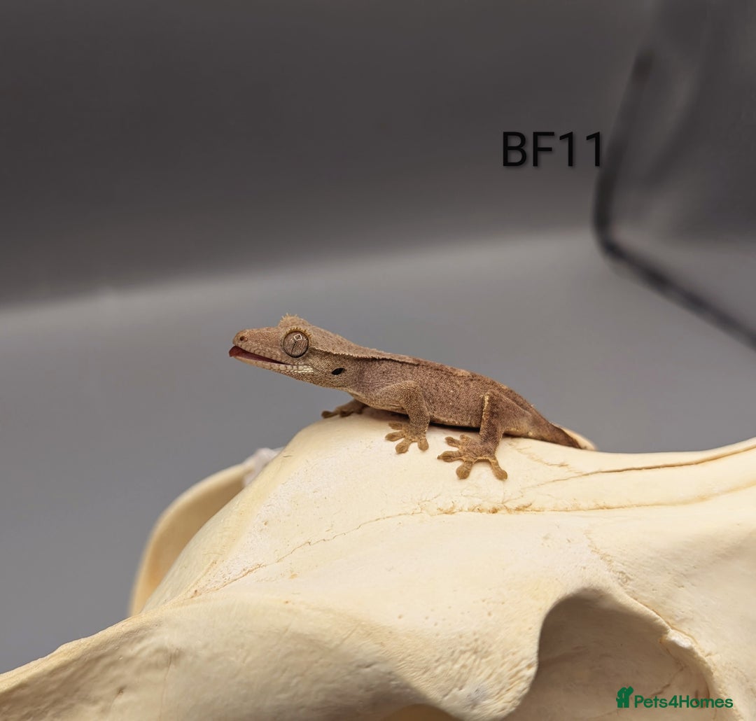 Gecko reptiles for sale: Phantom Crested Gecko  - Image 1