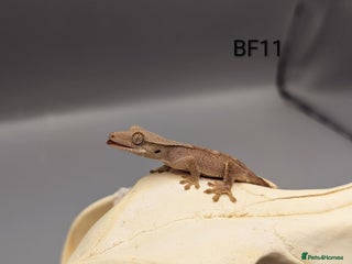 Gecko reptiles - Advert 20