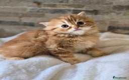 Persian cats for sale: Outstanding Full Persian Kittens for Sale - Image 2