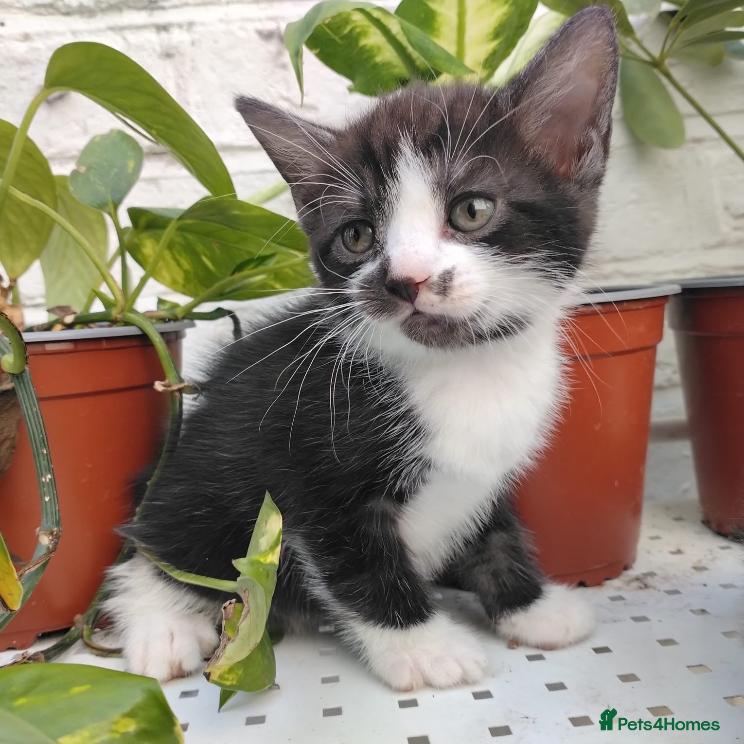 Mixed Breed cats Adorable kittens for sale BHS - Advert 2